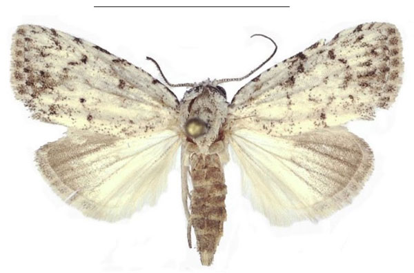 /filer/webapps/moths/media/images/X/xantholeuca_Ezishnola_AM_ANHRT_01.jpg