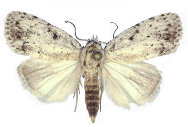 /filer/webapps/moths/media/images/X/xantholeuca_Ezishnola_AM_ANHRT_02.jpg