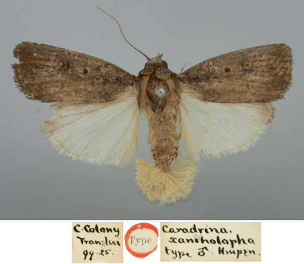 /filer/webapps/moths/media/images/X/xantholopha_Caradrina_HT_NHMUK.jpg