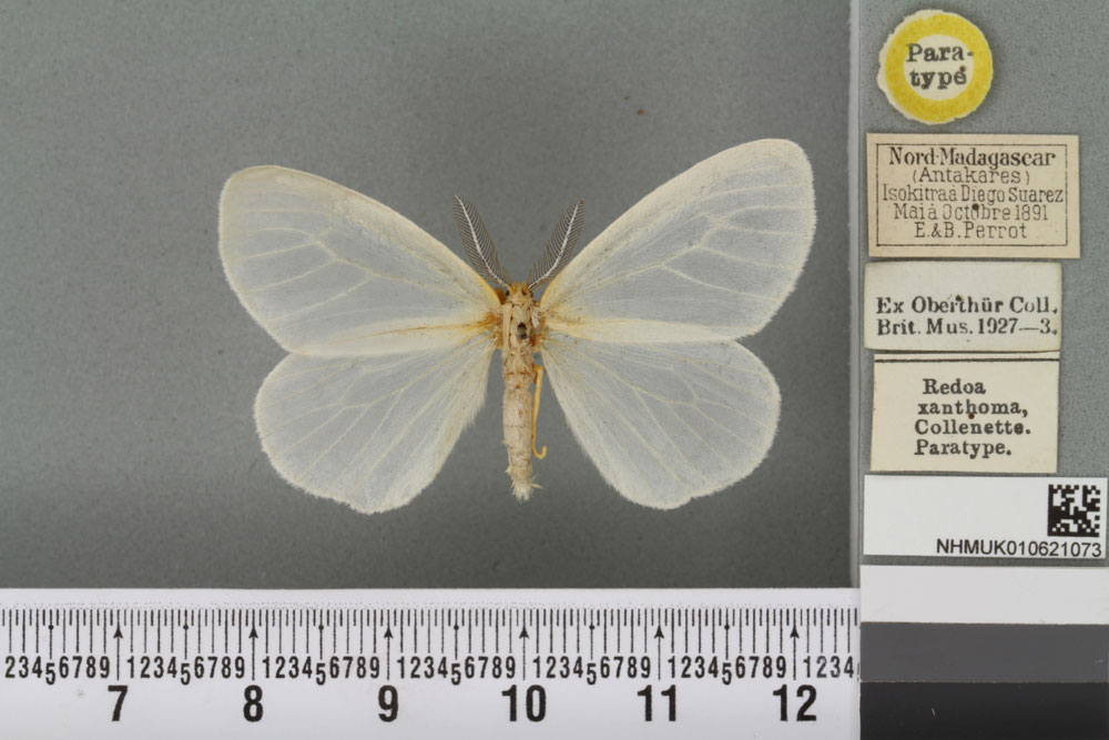 /filer/webapps/moths/media/images/X/xanthoma_Redoa_PT_BMNH_03a.jpg