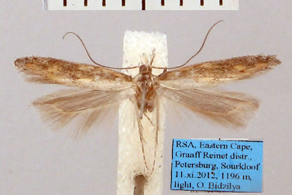 /filer/webapps/moths/media/images/X/xanthomacula_Photodotis_AM_ZMHB.jpg