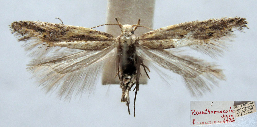 /filer/webapps/moths/media/images/X/xanthomacula_Pyncostola_PTF_TMSA.jpg