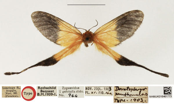/filer/webapps/moths/media/images/X/xanthomelas_Doratopteryx_HT_NHMUK.jpg