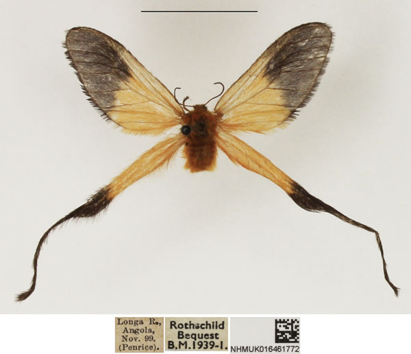 /filer/webapps/moths/media/images/X/xanthomelas_Doratopteryx_PTF_NHMUK.jpg
