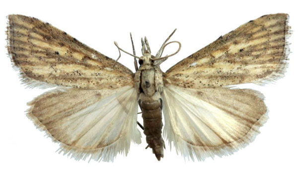 /filer/webapps/moths/media/images/X/xanthomista_Hyperlais_AM_BMNH.jpg