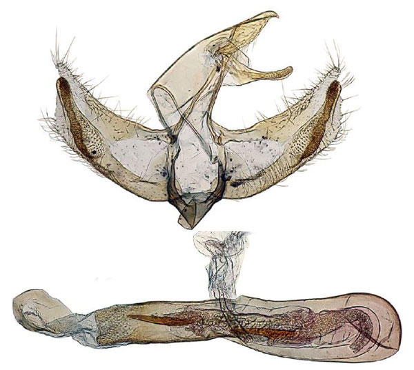 /filer/webapps/moths/media/images/X/xanthomista_Hyperlais_GM_BMNH.jpg