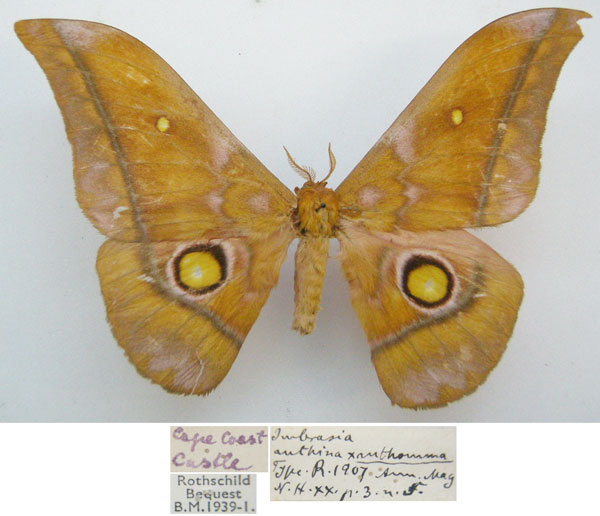 /filer/webapps/moths/media/images/X/xanthomma_Imbrasia_STM_NHMUKa.jpg