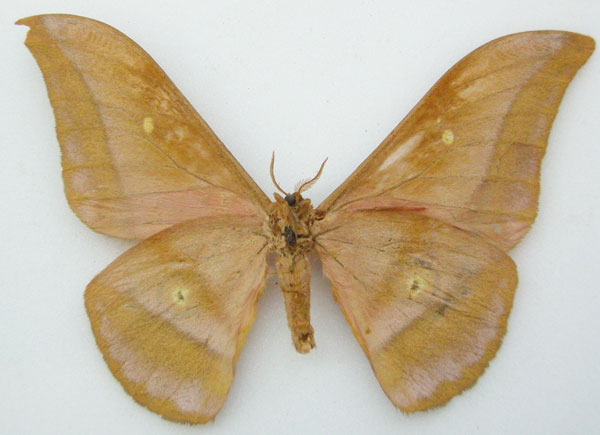 /filer/webapps/moths/media/images/X/xanthomma_Imbrasia_STM_NHMUKb.jpg