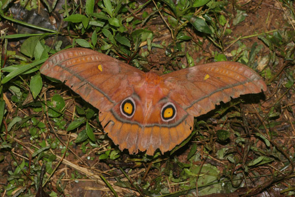 /filer/webapps/moths/media/images/X/xanthomma_Nudaurelia_A_Jorpeland.jpg