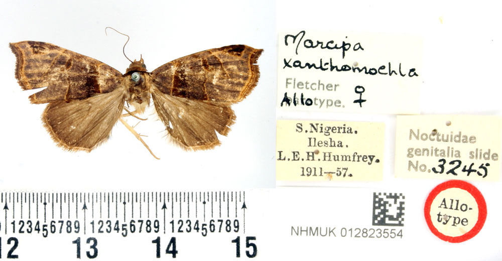 /filer/webapps/moths/media/images/X/xanthomochla_Marcipa_AT_BMNH.jpg