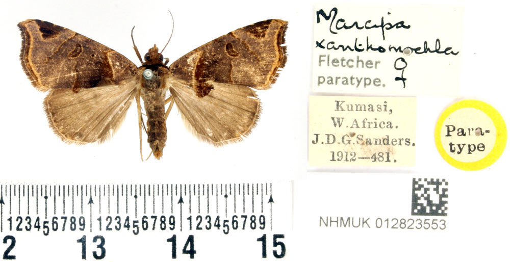 /filer/webapps/moths/media/images/X/xanthomochla_Marcipa_PTF_BMNH.jpg