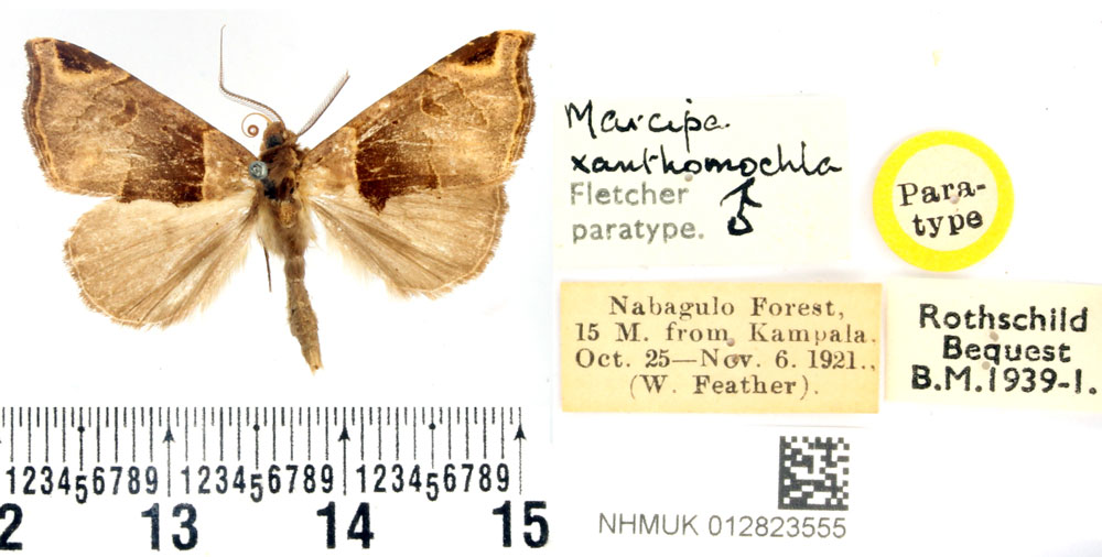 /filer/webapps/moths/media/images/X/xanthomochla_Marcipa_PTM_BMNH.jpg
