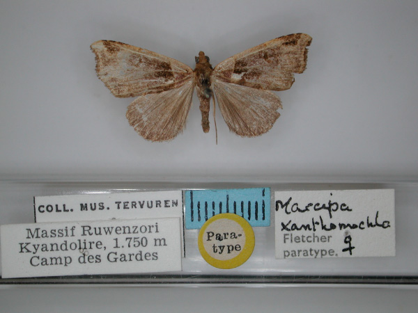 /filer/webapps/moths/media/images/X/xanthomochla_Marcipa_PT_RMCA_01.jpg