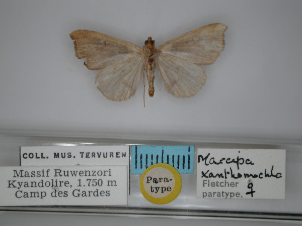 /filer/webapps/moths/media/images/X/xanthomochla_Marcipa_PT_RMCA_02.jpg