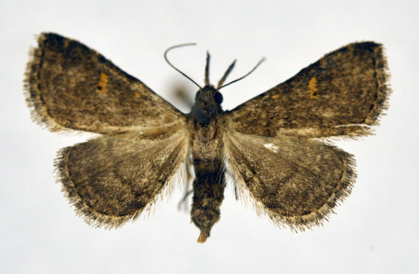 /filer/webapps/moths/media/images/X/xanthonephroides_Naarda_A_NHMO.jpg