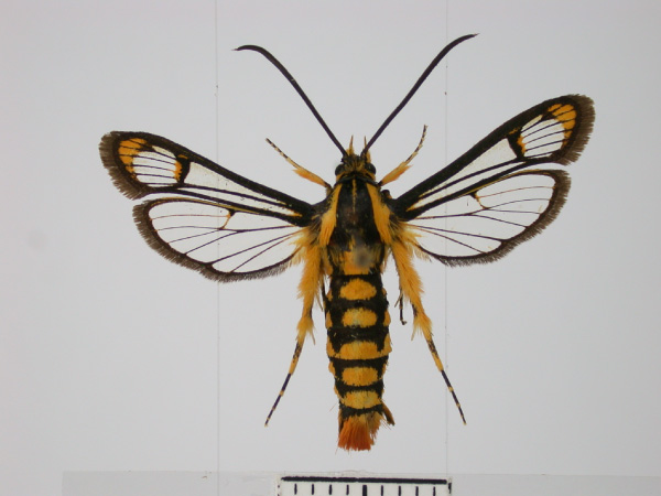 /filer/webapps/moths/media/images/X/xanthopasta_Chamanthedon_AF_TMSA.jpg