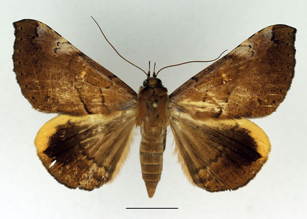 /filer/webapps/moths/media/images/X/xanthoperas_Rougeotiana_AF_Basquin.jpg