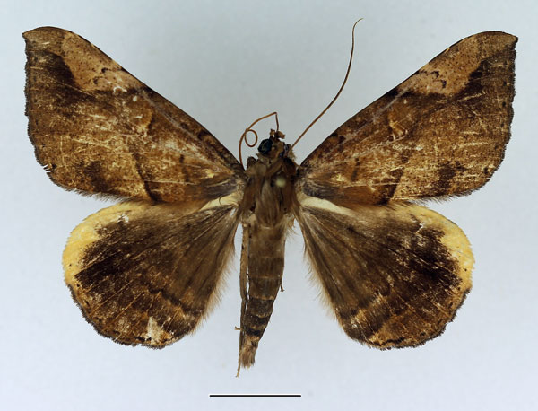 /filer/webapps/moths/media/images/X/xanthoperas_Rougeotiana_AM_Basquin.jpg