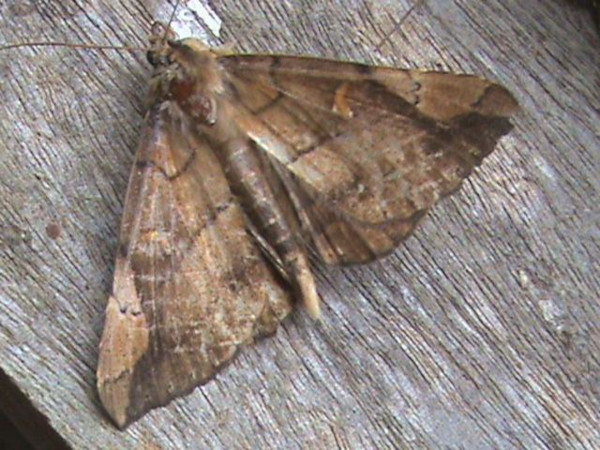 /filer/webapps/moths/media/images/X/xanthoperas_Rougeotiana_A_Guyonnet.jpg