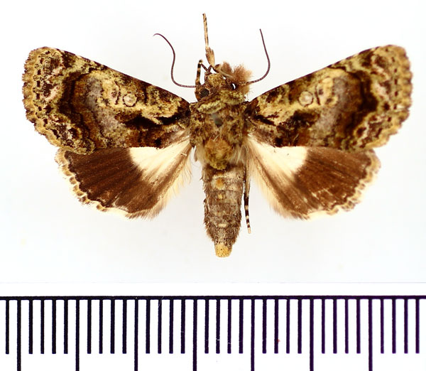 /filer/webapps/moths/media/images/X/xanthophaes_Aedia_AF_BMNH.jpg