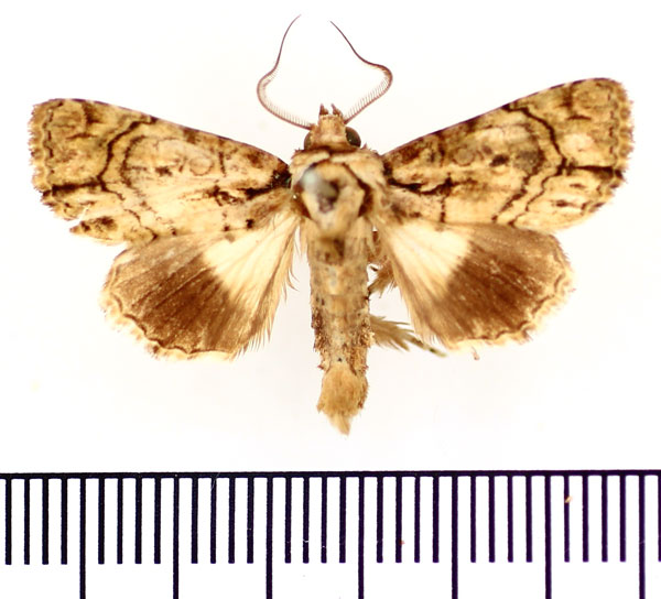 /filer/webapps/moths/media/images/X/xanthophaes_Aedia_AM_BMNH.jpg