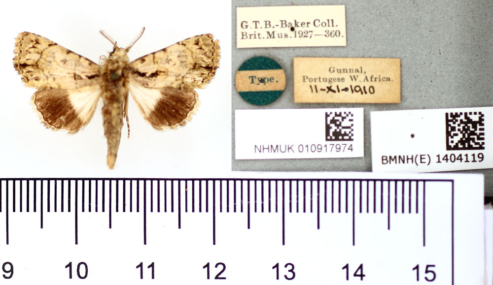 /filer/webapps/moths/media/images/X/xanthophaes_Aedia_HT_BMNH.jpg