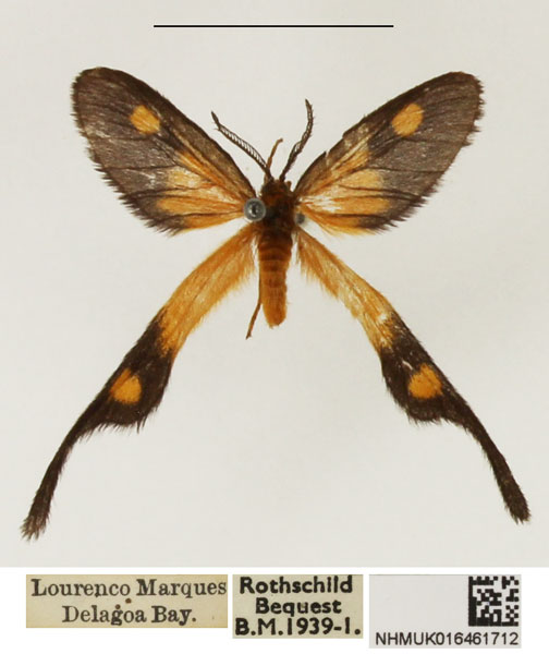 /filer/webapps/moths/media/images/X/xanthophila_Semioptila_AM_NHMUK_01.jpg