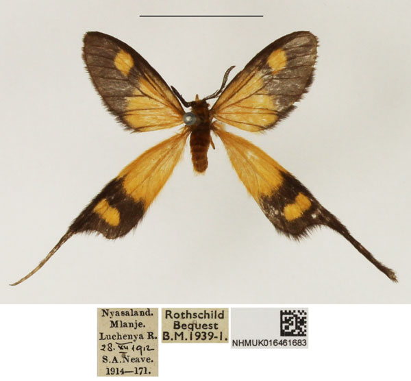 /filer/webapps/moths/media/images/X/xanthophila_Semioptila_AM_NHMUK_02.jpg