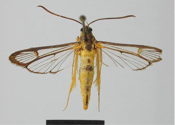 /filer/webapps/moths/media/images/X/xanthopimplaeformis_Camaegeria_HT_MNHN.jpg