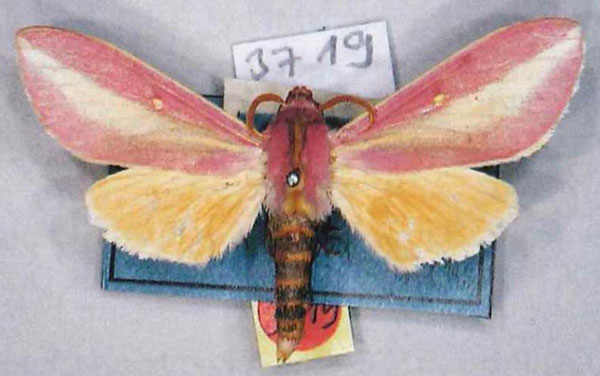 /filer/webapps/moths/media/images/X/xanthopis_Leucophlebia_AM_MfN.jpg