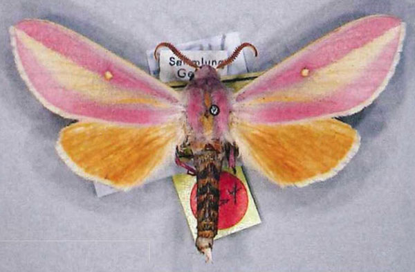 /filer/webapps/moths/media/images/X/xanthopis_Leucophlebia_AM_ZSM.jpg