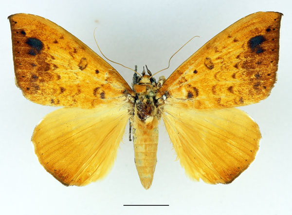/filer/webapps/moths/media/images/X/xanthoptera_Achaea_AF_Basquin.jpg