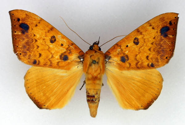 /filer/webapps/moths/media/images/X/xanthoptera_Achaea_AF_Legrain.jpg