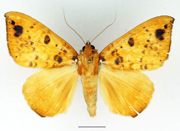 /filer/webapps/moths/media/images/X/xanthoptera_Achaea_AM_Basquin.jpg