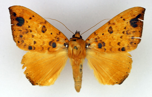 /filer/webapps/moths/media/images/X/xanthoptera_Achaea_AM_Legrain.jpg