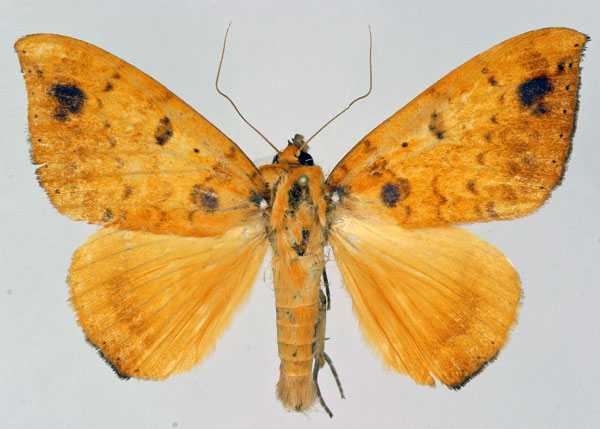 /filer/webapps/moths/media/images/X/xanthoptera_Heliophisma_AM_Basquin.jpg