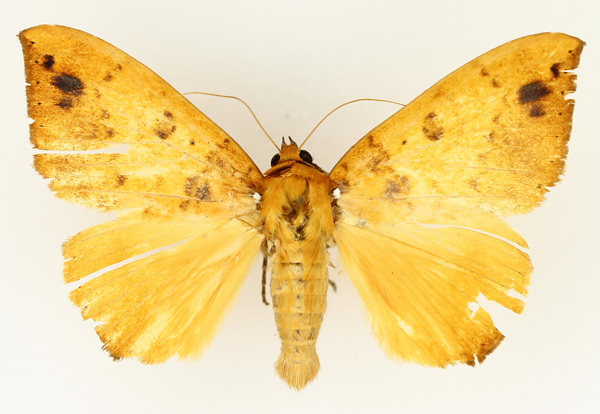 /filer/webapps/moths/media/images/X/xanthoptera_Heliophisma_AM_TMSA_02.jpg