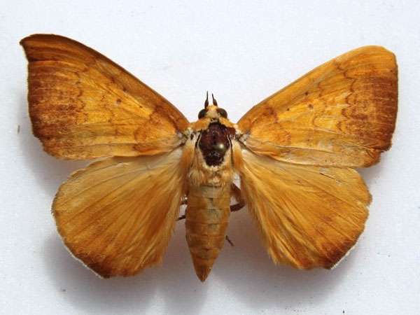 /filer/webapps/moths/media/images/X/xanthoptera_Heliophisma_A_Goff_01.jpg