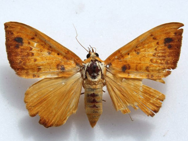 /filer/webapps/moths/media/images/X/xanthoptera_Heliophisma_A_Goff_02.jpg