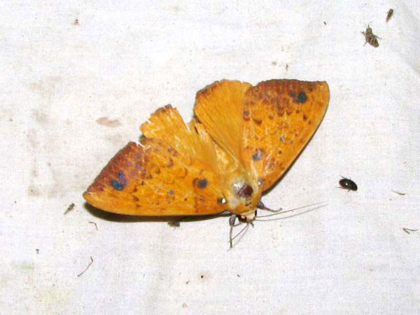 /filer/webapps/moths/media/images/X/xanthoptera_Heliophisma_A_Goff_03.jpg
