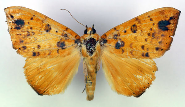 /filer/webapps/moths/media/images/X/xanthoptera_Heliophisma_A_RMCA.jpg