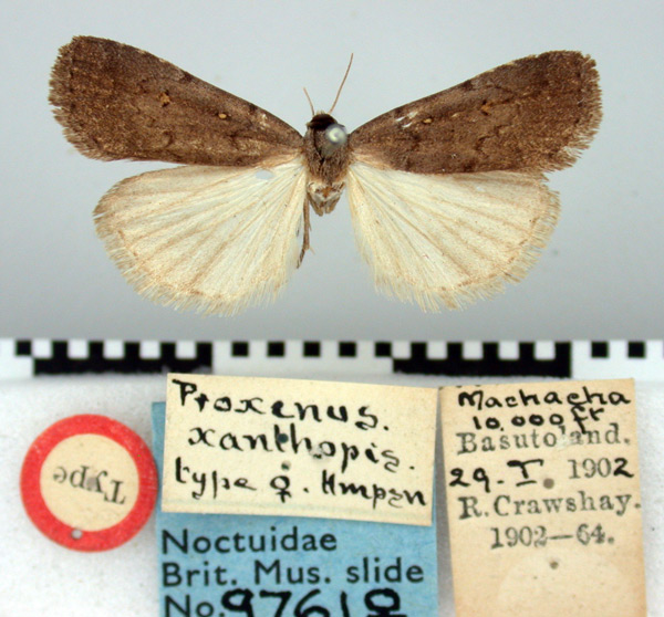 /filer/webapps/moths/media/images/X/xanthopus_Proxenus_HT_BMNH.jpg