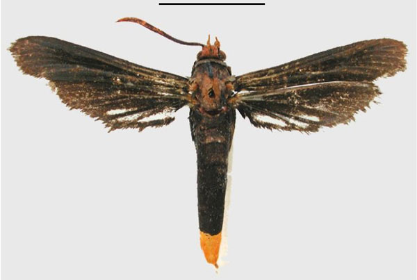 /filer/webapps/moths/media/images/X/xanthopyga_Paranthrene_HT_NHMUK.jpg