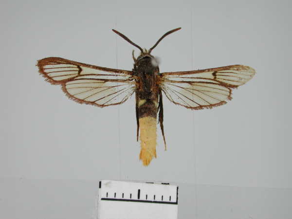 /filer/webapps/moths/media/images/X/xanthopyga_Synanthedon_HT_ZMHB.jpg