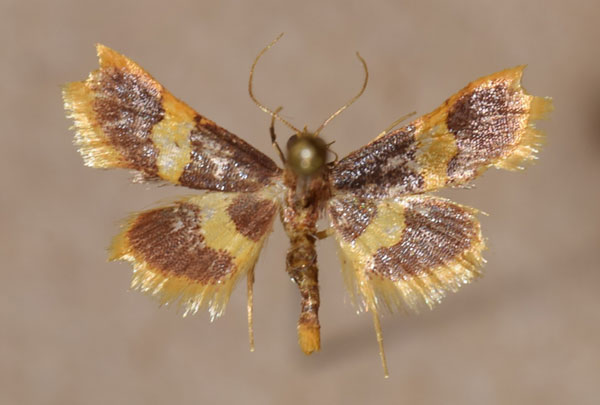 /filer/webapps/moths/media/images/X/xanthorhodalis_Bostra_AM_Butler.jpg