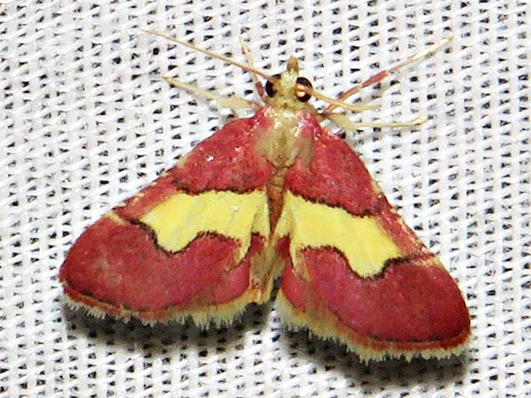 /filer/webapps/moths/media/images/X/xanthorhodalis_Bostra_A_Braun_2.jpg