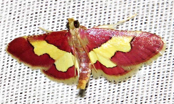/filer/webapps/moths/media/images/X/xanthorhodalis_Bostra_A_Braun_3.jpg