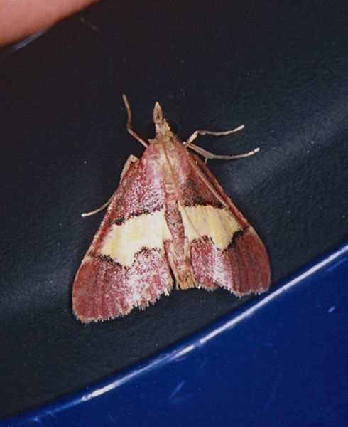 /filer/webapps/moths/media/images/X/xanthorhoidalis_Bostra_A_Roland_01.jpg