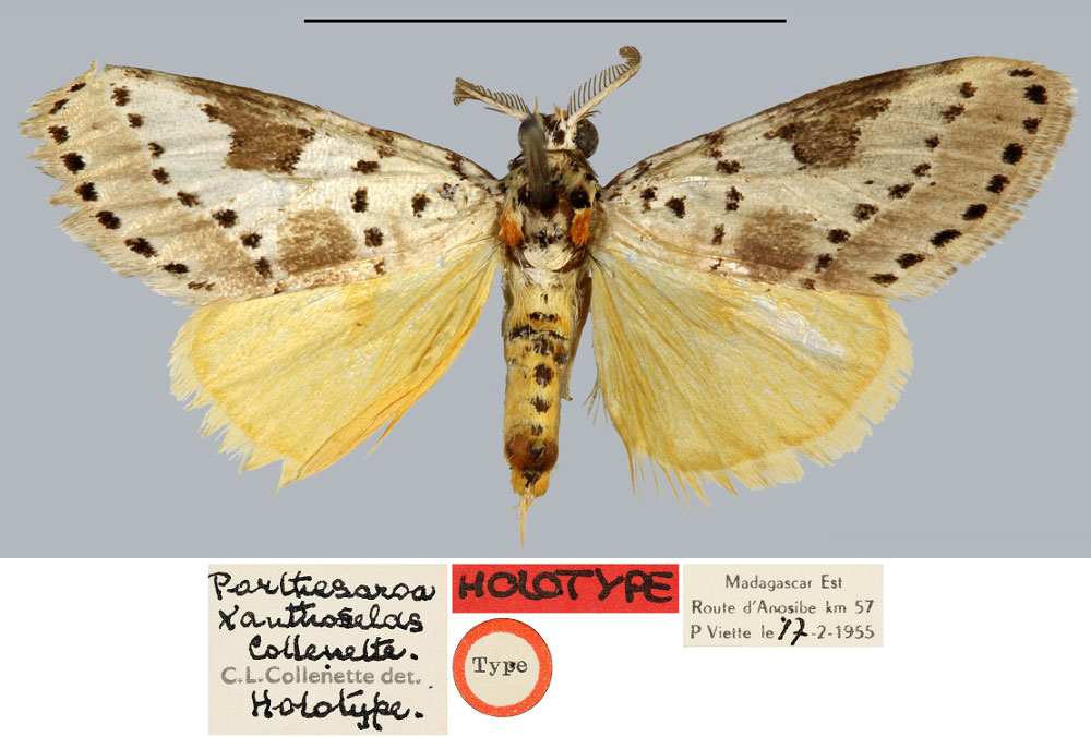 /filer/webapps/moths/media/images/X/xanthoselas_Porthesaroa_HT_MNHN.jpg