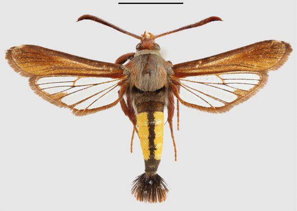 /filer/webapps/moths/media/images/X/xanthosoma_Fortikona_AM_SMNS.jpg